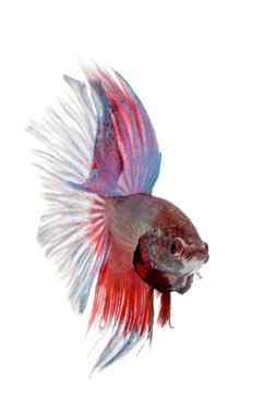 Siyam mücadele balık, daha iyi 