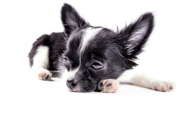 uzun ceket chihuahua 