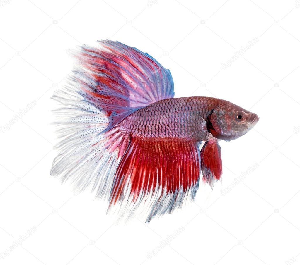 siamese fighting fish , betta 