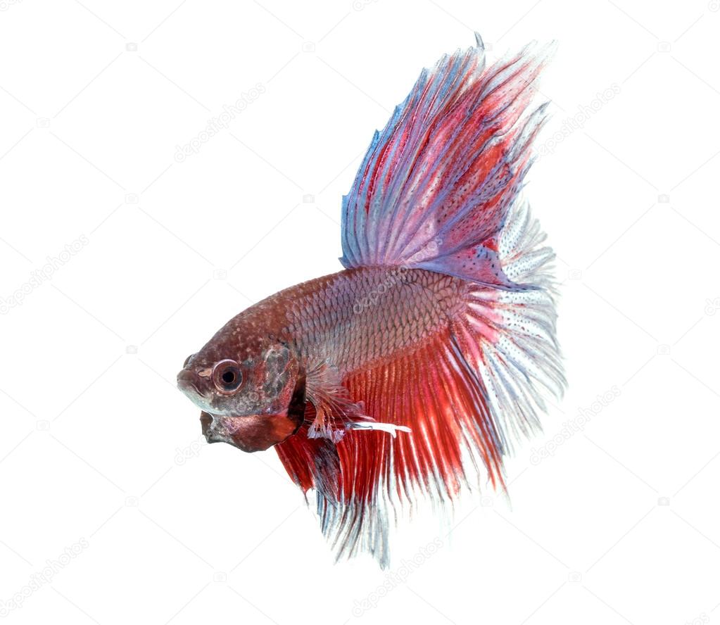 siamese fighting fish , betta 