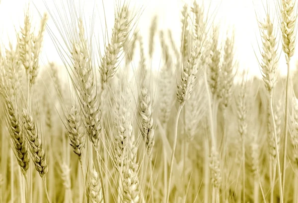 大麦的绿色耳朵 — 图库照片