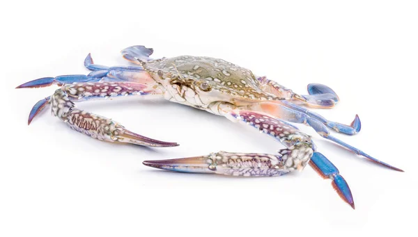 Blue crab — Stock Photo, Image