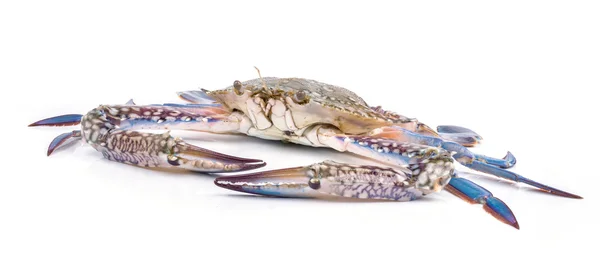 Blue crab — Stock Photo, Image