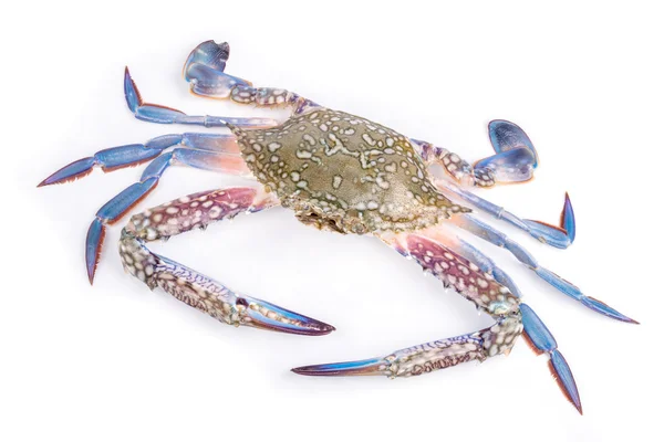 Blue crab — Stock Photo, Image