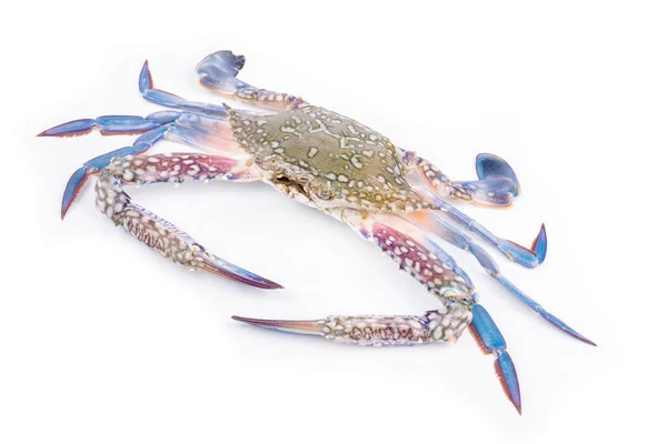 Blue crab — Stock Photo, Image