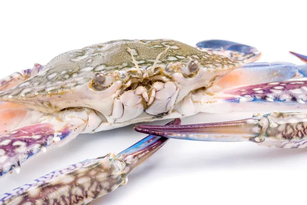 Blue crab — Stock Photo, Image