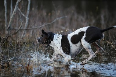 Köpek ingilizce işaretçisi bataklıkta suya atlıyor. 