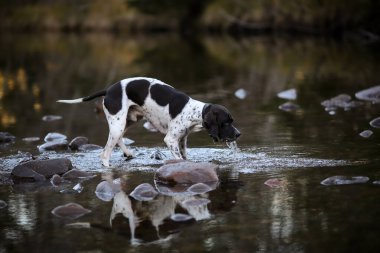 Köpek ingilizce işaretçisi orman deresinde su içiyor. 
