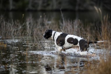 Köpek ingilizce işaretçisi Kasım ayında karanlık ormanda bataklıkta avlanıyor. 