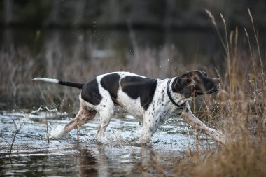 Köpek İngilizce işaretçisi Kasım 'da bataklıkta avlanıyor. 