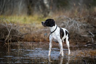 Köpek İngilizce işaretçisi Kasım 'da bataklıkta avlanıyor. 