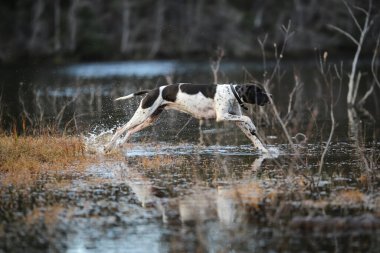 Köpek İngilizce işaretçisi Kasım 'da karanlık bataklıkta avlanıyor. 