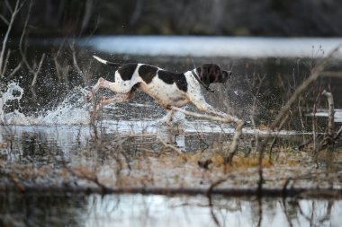 Kasım 'da karanlık bataklıkta köpek ingilizcesi avcılığı 