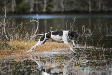 Köpek İngilizce işaretçisi Kasım 'da karanlık bataklıkta avlanıyor. 