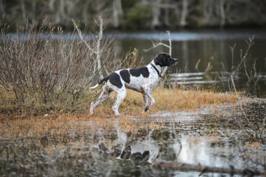 Köpek İngilizce işaretçisi Kasım 'da karanlık bataklıkta avlanıyor. 