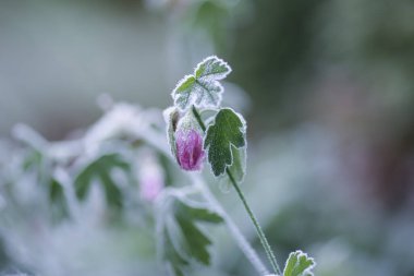 Bahçedeki gül rengi Campanula Sonbaharda karla kaplanmış 