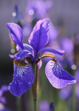 Çiçek mavisi İris bahçede çiçek açıyor, su damlalarıyla kaplı. 