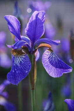 Çiçek mavisi Iris bahçede çiçek açıyor. Su damlalarıyla kaplı, makro, yakın plan.