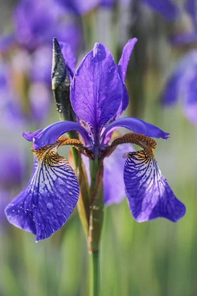Flor Azul Iris Floreciendo Jardín Macro Primer Plano — Foto de Stock