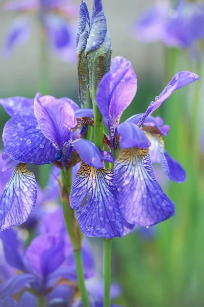 Flor Azul Íris Florescendo Jardim Coberto Com Gotas Água Macro — Fotografia de Stock