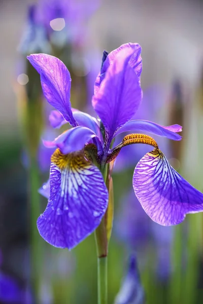 Flor Azul Iris Floreciendo Jardín Cubierto Con Gotas Agua Macro — Foto de Stock