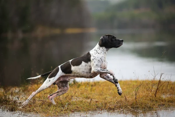 秋に沼で英語のポインタ狩りを犬 — ストック写真