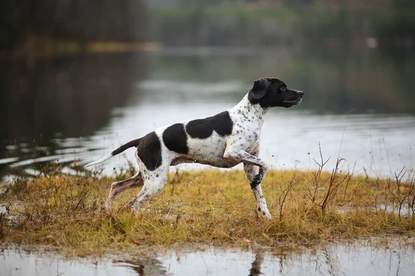 Köpek İngilizce işaretçisi sonbaharda bataklıkta avlanıyor. 