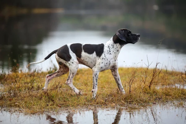 Köpek İngilizce işaretçisi sonbaharda bataklıkta avlanıyor. 