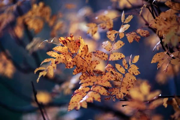 Rowan Leaves Dark Blue Background Closeup — Stock Photo, Image