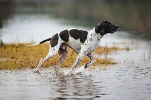 Cão Inglês Ponteiro Caça Pântano Outono — Fotografia de Stock