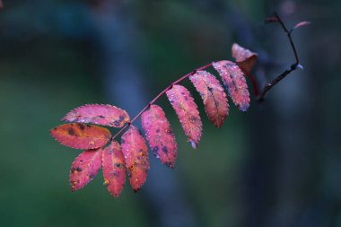 Yağmurdan sonra su damlalarıyla kaplı Rowan yaprağı 