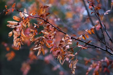 Yağmurdan sonra su damlalarıyla kaplı Rowan dalı 