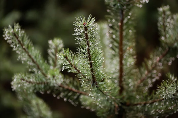 Spruce Branch Covered Water Drops Rain — Stock Photo, Image