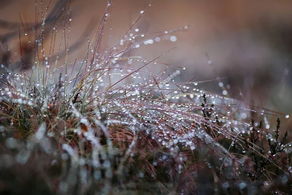 Трава Покрита Краплями Води Після Дощу — стокове фото