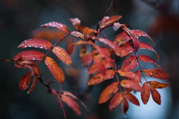 Листья Рябины Покрыты Капельками Воды После Дождя — стоковое фото