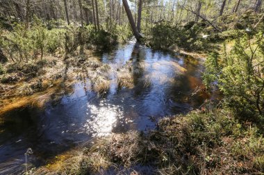 Norveç 'teki Innerdalen (Innset) ormanında bahar seli 
