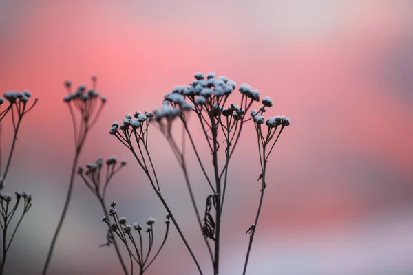 Coucher Soleil Froid Hiver Avec Plante Recouverte Neige — Photo