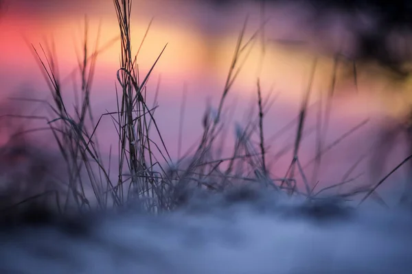 Soğuk Kış Günbatımında Çimenler Buzla Kaplanır — Stok fotoğraf