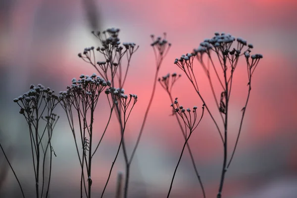 Puesta Sol Fría Invierno Con Plantas Cubiertas Nieve —  Fotos de Stock