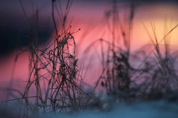 Soğuk Kış Günbatımında Çimenler Buzla Kaplanır — Stok fotoğraf