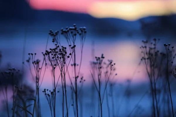 Pôr Sol Frio Inverno Com Plantas Cobertas Com Geada Rio — Fotografia de Stock