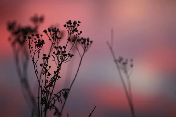 Studený Zimní Západ Slunce Trávou Rostlinami Pokrytými Sněhem — Stock fotografie