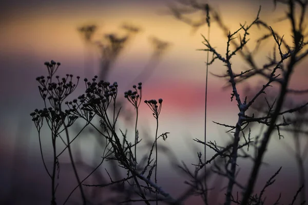 Холодний Зимовий Захід Сонця Травою Обліпихою Гілкою Вкритою Несоусом — стокове фото