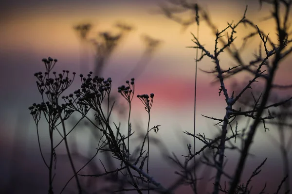 Pôr Sol Frio Inverno Com Grama Mar Buckthorn Ramo Coberto — Fotografia de Stock