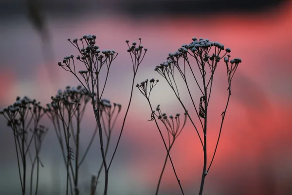 Studený Zimní Západ Slunce Rostlinami Pokrytými Sněhem Mrazem — Stock fotografie