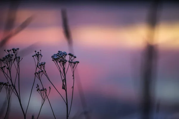 Puesta Sol Fría Invierno Con Plantas Cubiertas Nieve — Foto de Stock