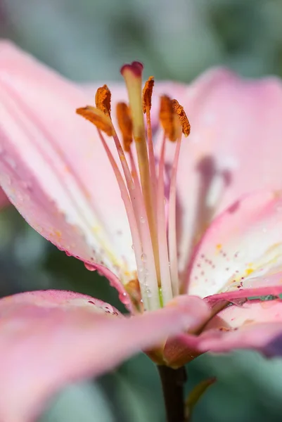 Lila Blühende Pflanze Lilia Mit Wassertropfen Bedeckt Makro — Stockfoto