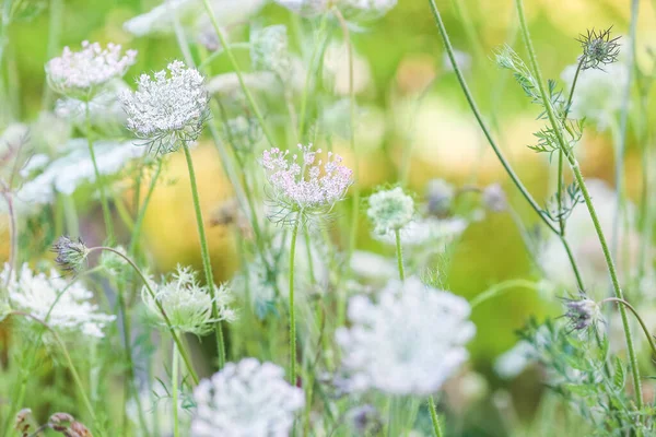 Letní Pozadí Kvetoucími Květinami Louce — Stock fotografie