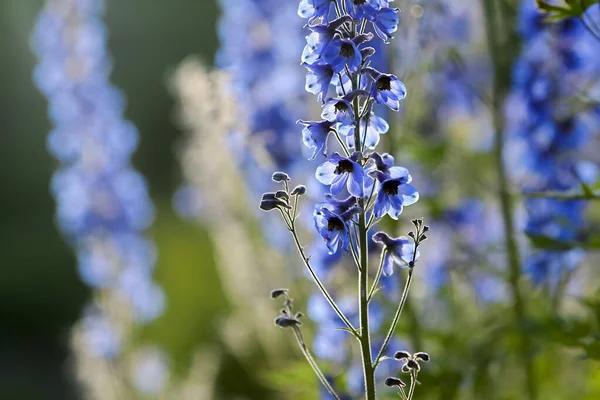Fundo Verão Com Flor Planta Azul Delfinium — Fotografia de Stock