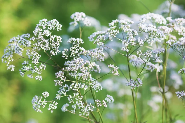 Kvetoucí Bílá Lékařská Rostlina Valeriana Officialis — Stock fotografie